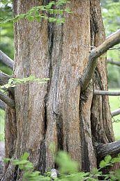 吉田直树表示不一定参与未来《最终幻想》制作 不排除续作可能为回合制游戏